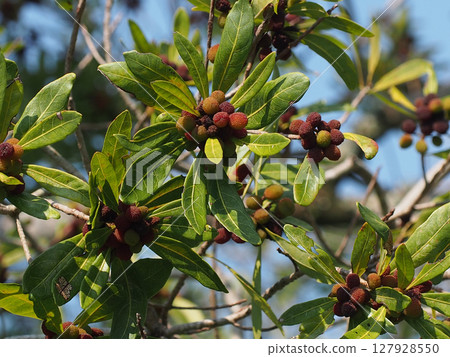 The tips of the branches of a Japanese bayberry tree bathed in sunlight (blue sky and colorful Japanese bayberry fruit) The tips of the branches of a Japanese bayberry tree bathed in sunlight (blue sky and colorful Japanese bayberry fruit) 127928550