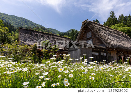 白川鄉合掌造建築和初夏盛開的白色雛菊 127928602