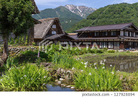 Shirakawa-go's Gassho-style houses, pond, and rice fields in early summer 127928894