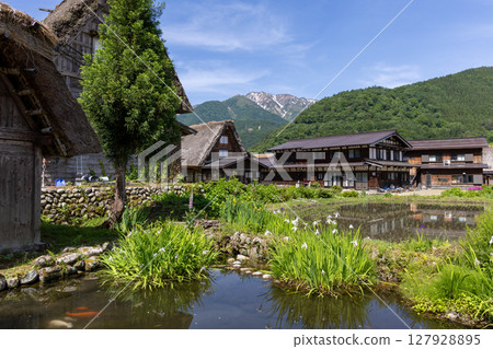 Early summer scenery of Shirakawa-go with its Gassho-style houses, a pond with koi fish, and rice paddies 127928895