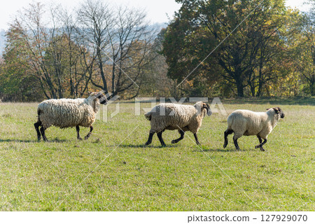 Herd of sheep grazing on pasture 127929070