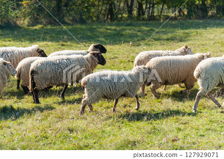 Herd of sheep grazing on pasture Herd of sheep grazing on pasture 127929071