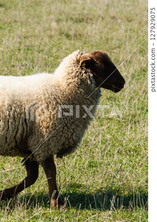 Single sheep standing on pasture 127929075