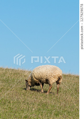 Herd of sheep grazing on pasture 127929078