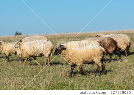 Herd of sheep grazing on pasture 127929080