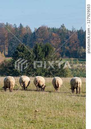 Herd of sheep grazing on pasture Herd of sheep grazing on pasture 127929083