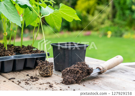 Potting up vegetable seedling into plastic container,  spade fil 127929158