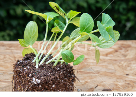 Seeding with root ball on wooden board with green leaves backgro 127929160