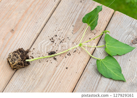 Tray with vegetable seedling on wooden work bench Tray with vegetable seedling on wooden work bench 127929161
