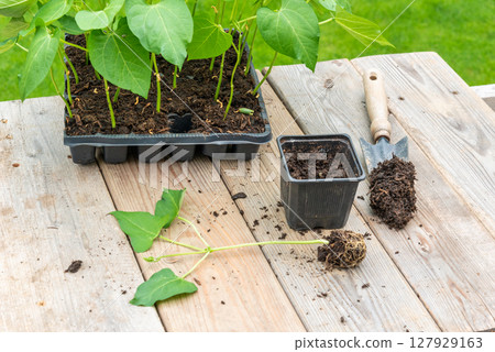 Process of transplanting vegetable seedling into plastic contain 127929163