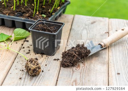Potting up vegetable seedling into plastic container,  spade fil 127929164