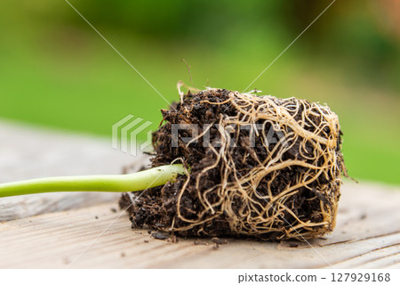 Tray with vegetable seedling on wooden work bench 127929168