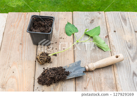 Process of transplanting vegetable seedling into plastic contain 127929169