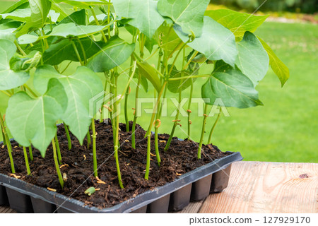 Tray with vegetable seedling on wooden work bench Tray with vegetable seedling on wooden work bench 127929170