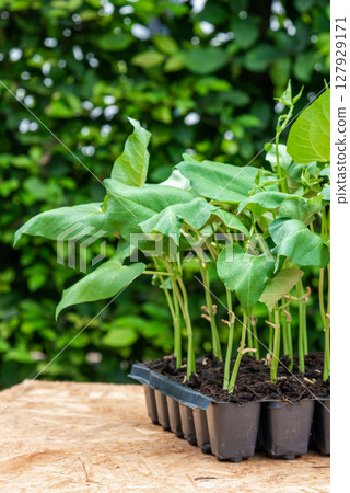 Seedlings in a plastic tray ready to be planted in the garden Seedlings in a plastic tray ready to be planted in the garden 127929171