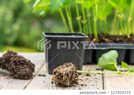 Potting up vegetable seedling into plastic container,  spade fil 127929172