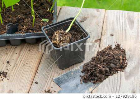 Gardener transplanting young seedling into bigger container Gardener transplanting young seedling into bigger container 127929186