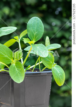 Young cucumber plants in a pot on a workbench before planting Young cucumber plants in a pot on a workbench before planting 127929195