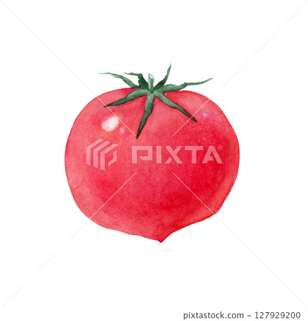 Tomato red vegetable watercolor illustration Tomato red vegetable watercolor illustration 127929200