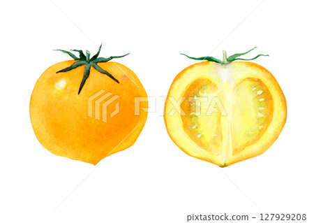 番茄黃色蔬菜橫斷面水彩插圖 番茄黃色蔬菜橫斷面水彩插圖 127929208