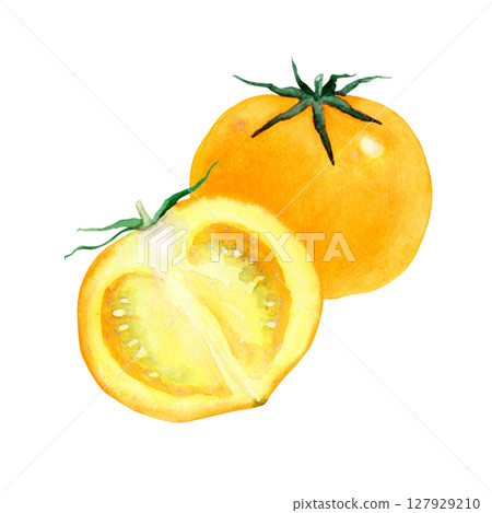 番茄黃色蔬菜橫斷面水彩插圖 番茄黃色蔬菜橫斷面水彩插圖 127929210