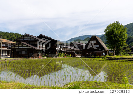 The Gassho-style houses reflected in the rice fields of Shirakawa-go and the early summer scenery The Gassho-style houses reflected in the rice fields of Shirakawa-go and the early summer scenery 127929313