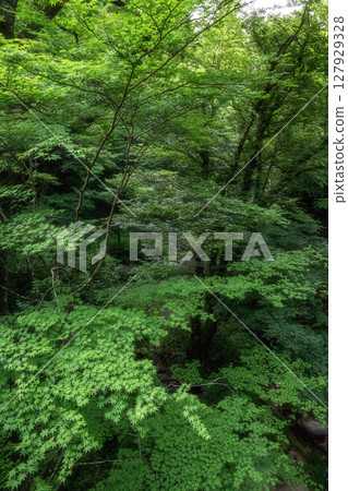 Fresh greenery at Shiomi Falls Suspension Bridge 127929328
