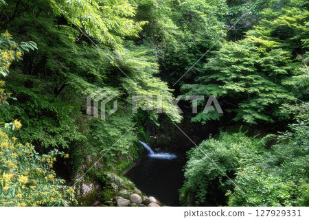 Fresh greenery at Shiomi Falls Suspension Bridge Fresh greenery at Shiomi Falls Suspension Bridge 127929331