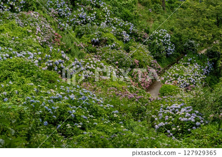 Hydrangea in Shimoda Park Hydrangea in Shimoda Park 127929365