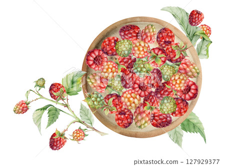 Raspberry served on ceramic dish, branches leaves stalks, ripe picked garden berry dewberry cloudberry mulberry harvest. Isolated illustration, watercolor hand drawn. Farmers market grocery preserves 127929377