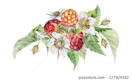 Raspberry flower buds, leaves asymmetrical bunch cluster group, hand drawn in watercolor, ripe forest garden berry. Isolated botanical illustration for dessert menu, wedding, farmers market calendar 127929382