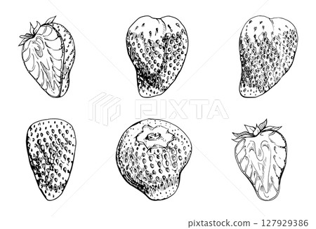 Strawberry ripe fruit full and cut in half with leaves crown hand drawn in vector ink, garden strasberry berry. Botanical isolated illustration set. Home preserves cookbook, grocery store food closeup Strawberry ripe fruit full and cut in half with leaves crown hand drawn in vector ink, garden strasberry berry. Botanical isolated illustration set. Home preserves cookbook, grocery store food closeup 127929386