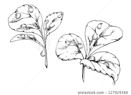 Green trefoil leaf in water dew drops. Flower bush tree herb. Strawberry damson wayfaring burnet parsley blackberry. Isolated hand drawn vector ink botanical illustration. Wedding florist, cosmetics Green trefoil leaf in water dew drops. Flower bush tree herb. Strawberry damson wayfaring burnet parsley blackberry. Isolated hand drawn vector ink botanical illustration. Wedding florist, cosmetics 127929388
