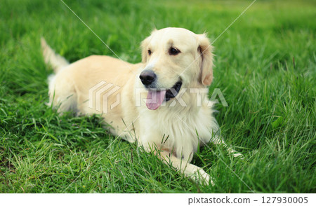 Beautiful happy young Golden Retriever dog lying on grass in summer park 127930005