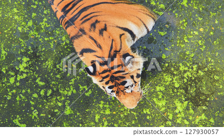 Powerful tiger drinking from algae covered pond, aerial safari park view 127930057