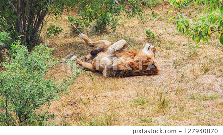 Muscular male lion lounging on arid grassland, basking in peaceful afternoon stillness Muscular male lion lounging on arid grassland, basking in peaceful afternoon stillness 127930070