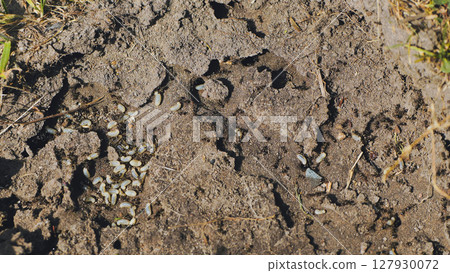 Black ants moving larvae and building their underground nest in brown soil on a sunny day Black ants moving larvae and building their underground nest in brown soil on a sunny day 127930072