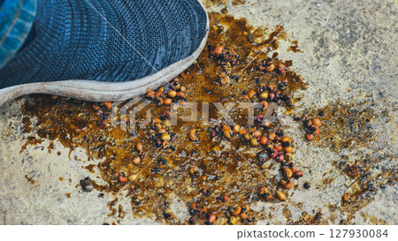 Farmer eliminating colorado potato beetle larvae by crushing them with shoe, pest control in agriculture Farmer eliminating colorado potato beetle larvae by crushing them with shoe, pest control in agriculture 127930084