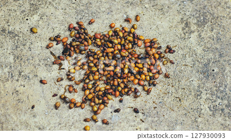 Colorado potato beetle larvae and adults crawling in a metal bowl, showcasing their life cycle and agricultural pest status 127930093