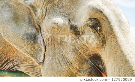Weathered elephant skin, deep set eye revealing years of wilderness experience in natural savanna habitat 127930099