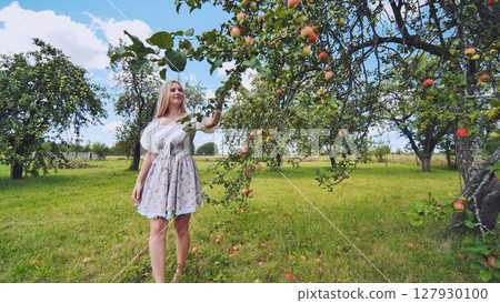 Blonde woman harvesting ripe apples in sunlit orchard, experiencing rural tranquility during autumn harvest 127930100