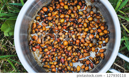Colorado potato beetle larvae and adults infest a metal bowl after being picked from potato plants as an organic pest control method 127930118