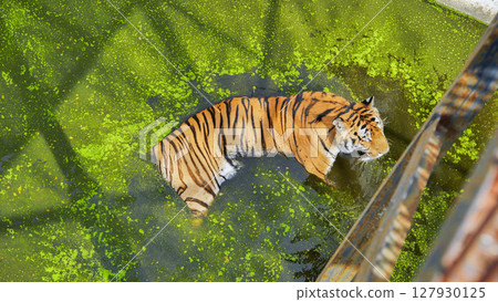 Siberian tiger lounging in algae covered zoo pond, cooling off during hot summer day Siberian tiger lounging in algae covered zoo pond, cooling off during hot summer day 127930125