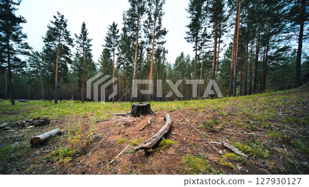 Logging remnants scattered across pine forest clearing, revealing weathered tree stump and fallen timber nearby Logging remnants scattered across pine forest clearing, revealing weathered tree stump and fallen timber nearby 127930127