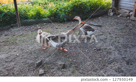 Geese walking in barnyard looking for food 127930149
