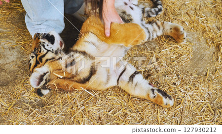 A girl playing with a little tiger cub. The tiger gently bites the girl's legs. 127930212