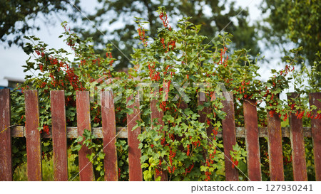 Red currants ripening on wooden fence branches, showcasing garden's rustic charm and vibrant fruit against aged weathered backdrop 127930241