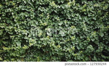 Lush green leaves form a vibrant natural backdrop, creating a textured and verdant scene in crimea near black sea Lush green leaves form a vibrant natural backdrop, creating a textured and verdant scene in crimea near black sea 127930244