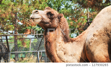 Bactrian camel relaxing in a zoo enclosure during summer 127930265
