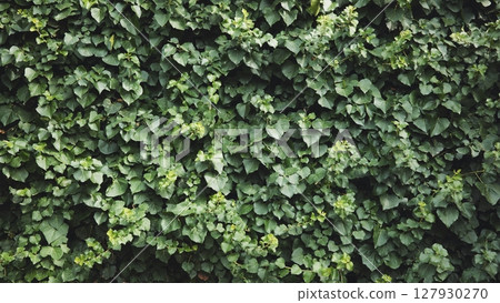 Verdant ivy climbing stone wall, creating textured green surface characteristic of crimean coastal scenery near black sea shoreline 127930270